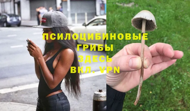 Псилоцибиновые грибы Psilocybe  Котово 